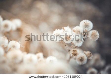 wild flower with fresh blooming in the afternoon light, season c