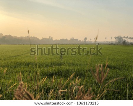 Golden Rice Field in morning