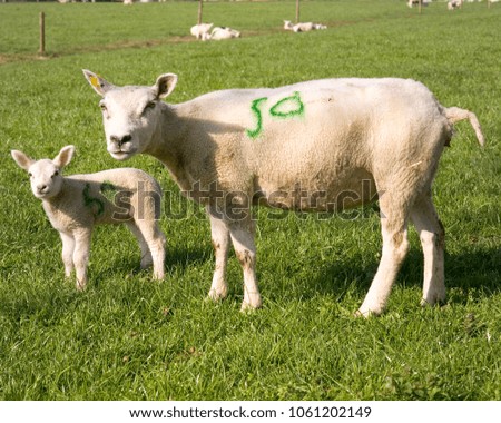 Meadow with sheep and lambs
