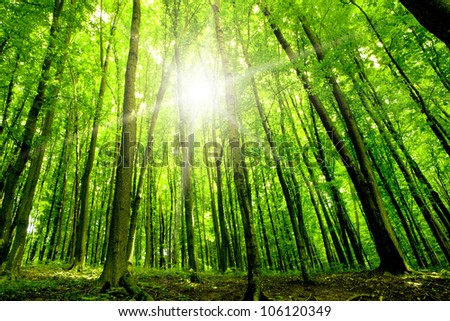 forest trees. nature green wood sunlight backgrounds Royalty-Free Stock Photo #106120349