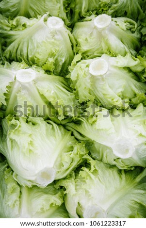 Freshly cut lettuce heads packed for transportation. Agriculture industry, fresh produce, mass production and commercial trade concept. 