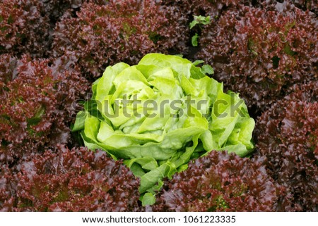 Picture perfect green lettuce head surrounded by red lettuce. Agriculture industry, fresh produce, mass production and commercial trade concept and textured background. 