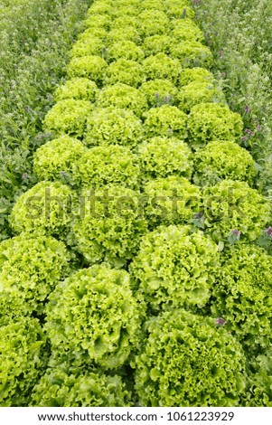 Field with rows of grown lettuce heads, ready for harvesting. Agriculture industry, fresh produce, mass production and commercial trade concept and textured background.