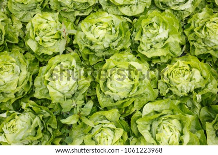 Picture perfect field filled with lettuce heads. Agriculture industry, fresh produce, mass production and commercial trade concept and textured background. 