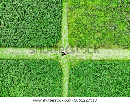 Fields are divided into squares.