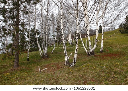 beautiful tree birch 