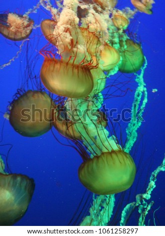 Under the Sea Jellies