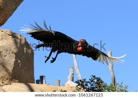 condor in safari