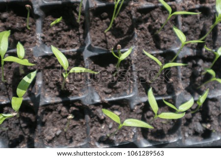 selective Close-up of green seedling.Green salad growing from seed