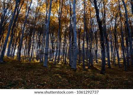 Forest with tall straight trees and leaves colored by autumn with sun rays projecting through.