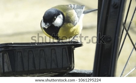 Great Tit feeding from bird table in Ireland

