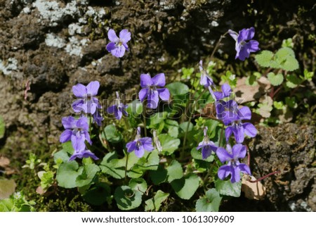 Viola grypoceras (Tachitsubosumire)
