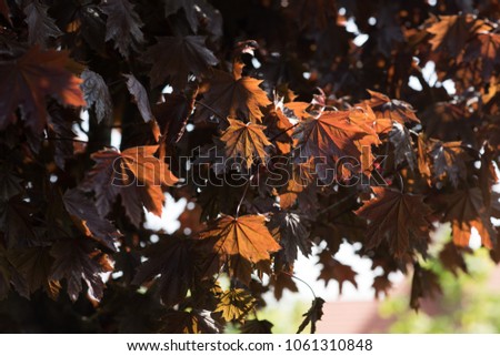 
Flowers and trees in the sun, glare on the grass, background photo wallpapers, textures
