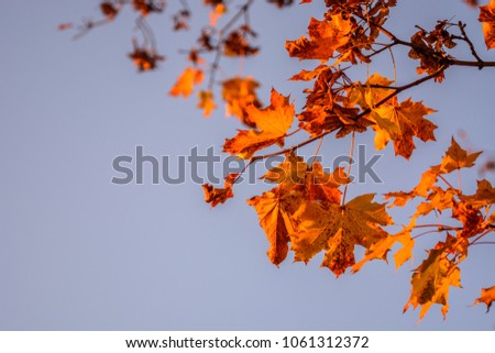 Autum picture of orange colored maple leaves on a branches with pinkish blue sky in the background from sunset
