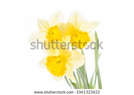 Yellow daffodil isolated on a white background Royalty-Free Stock Photo #1061323622