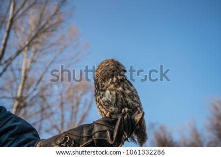 Owl flying and looking around in autumn, outdoor shot.