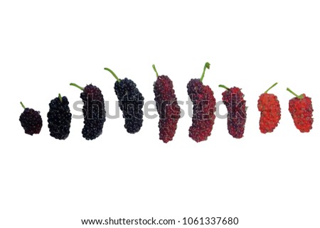 Mulberry isolated on white. From black to red color.