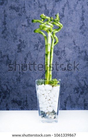 Green bamboo shoot in vase in studio.