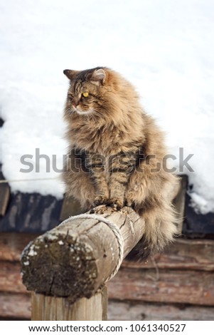 angry siberian cat on log looking side snowy background