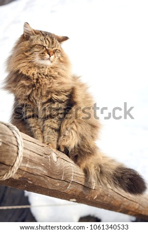 bottom view profile wink siberian cat on log snowy background