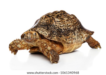 Adorable Turtle posing on white Background