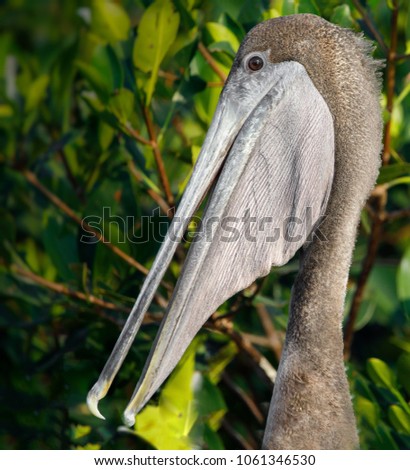 pelican against green backgroiund