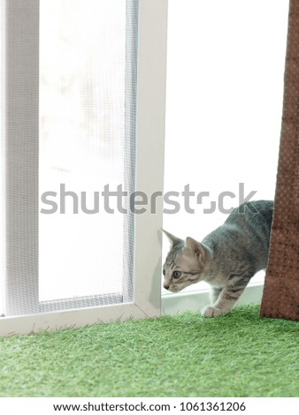 cute short hair young asian kitten black and white stripes as house pet playing around inside a house selective focus on green imitate synthetic grass mat  blur background under natural sunlight