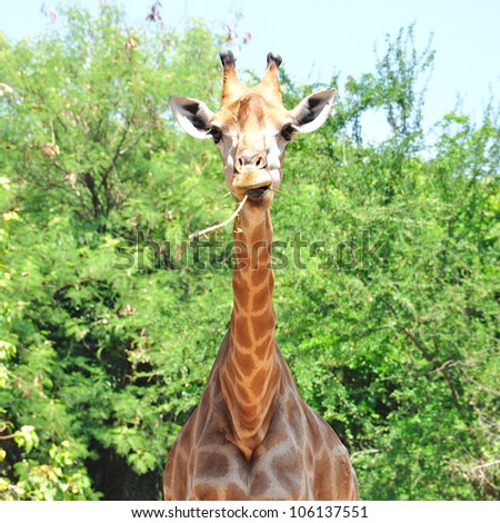 Female Giraffe in Dusit zoo, Bangkok, Thailand