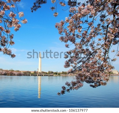 Cherry Blossom in Washington DC, USA