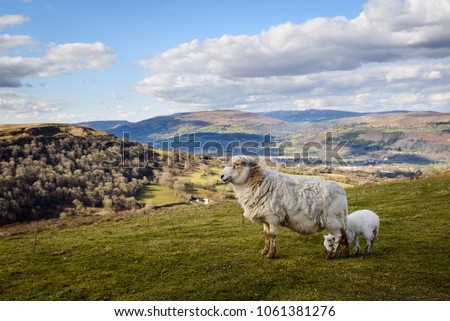 Sheep and Lamb close up at the Welsh Countryside in Brecon Beacons, Wales Royalty-Free Stock Photo #1061381276