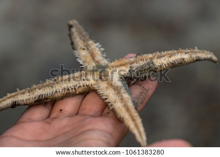 Starfish or sea stars are star-shaped echinoderms belonging to the class Asteroidea.