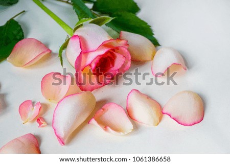 delicate pink rose and petals in retro style