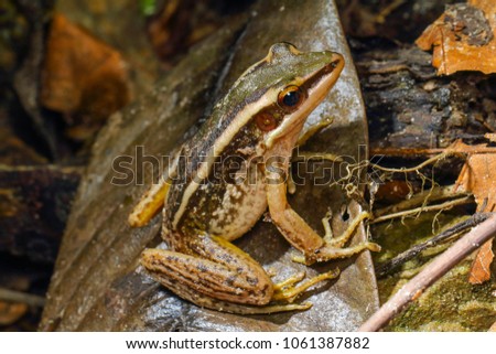 Common green frog, green paddy frog (Hylarana erythraea) close up
