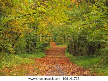Path in the park, covered with yellow maple leaves in the golden autumn.