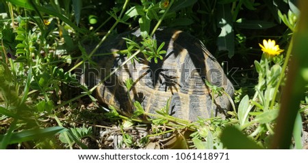 Tortoise in grass