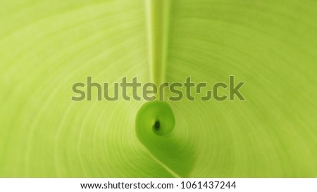 green banana leaves texture - background