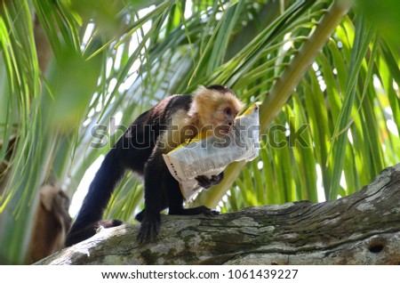 Capuchin Monkey with bag of potato chips