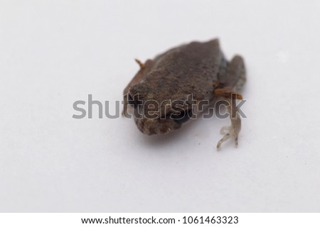Close up macro of Black Eye Litter Frog ( Leptobrachium nigrops) on white background.