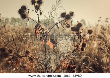 Dried flowers.Autumn dried flowers, covered in cobweb in the field, full of plants. 