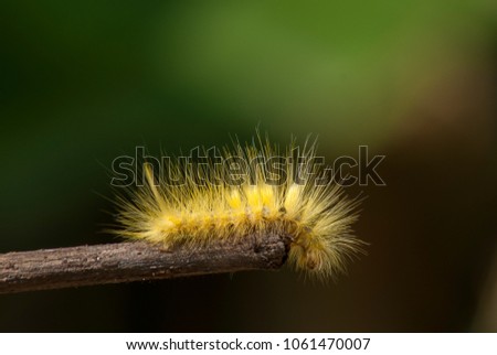 yellow worm on branch