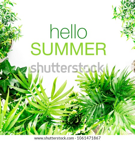 Tropical leaves and plants  on a white  background with space for text. Top view, flat lay.