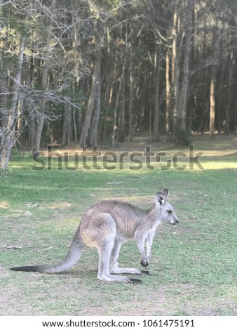 Cute Australian gray kangaroo standing with beautiful blue sky among green meadows.