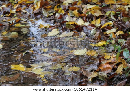 autumns leaves in the rain