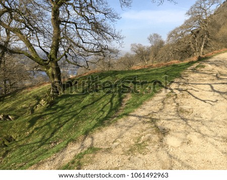Shadows of tree on path, Rydal Water, Lake District, Cumbria, England
