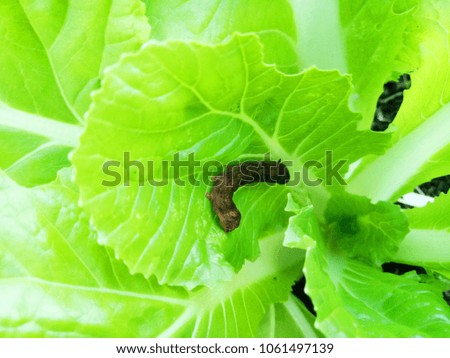 Organic lettuce cultivation and insect worm, home gardening, Thailand