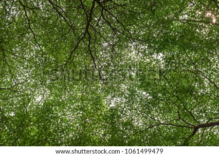 Tree branches with green leaf isolated on white background