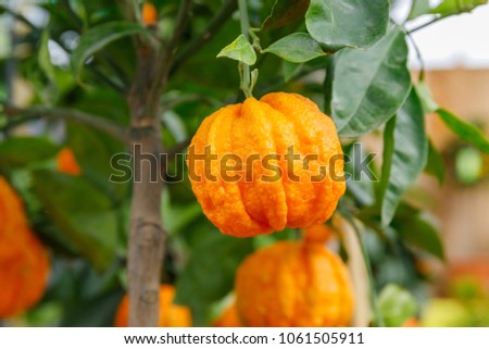 Orange citrus fruits grow on a small citrus tree. Citrus aurantium Corrugato or bitter orange or bitter mandarin on dwarf  tree. Royalty-Free Stock Photo #1061505911