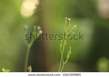 Flower grass with green leaves.