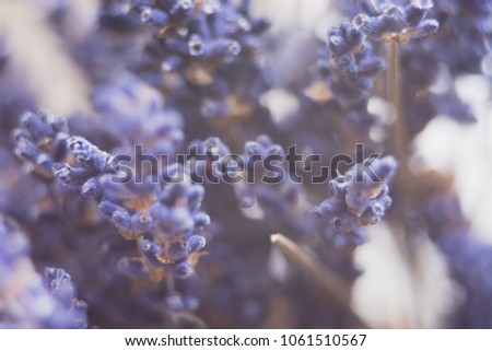 Pastel colored photo of dried lavender flowers and bouquet with lavender. with shallow depth of field. Selective focus. Defocused.
