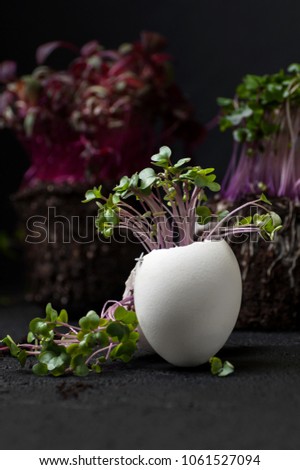 A green cress-salad grows in an egg-shell on a black background.

